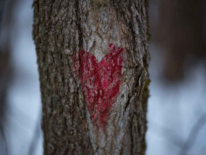coeur gravé dans un arbre symbole souvenir musique personnalisée fête des mères